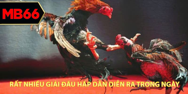 Rất nhiều giải đấu hấp dẫn diễn ra trong ngày