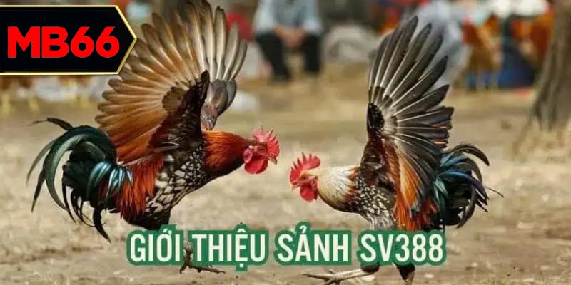 Sân chơi cá độ thu hút rất nhiều sư kê tham gia